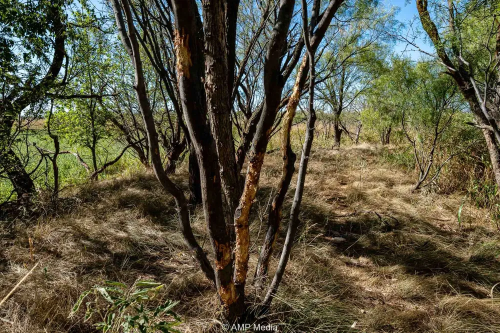 1504 CR 423 Rule, TX 79547