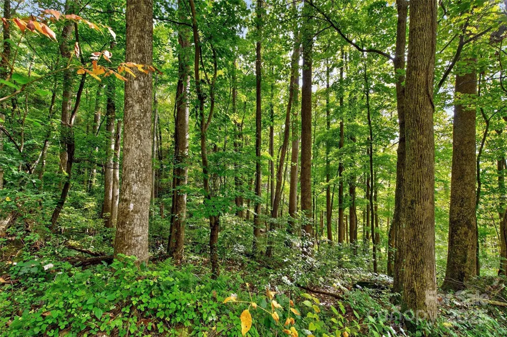 99999 Rocky Branch Trail Marion, NC 28752