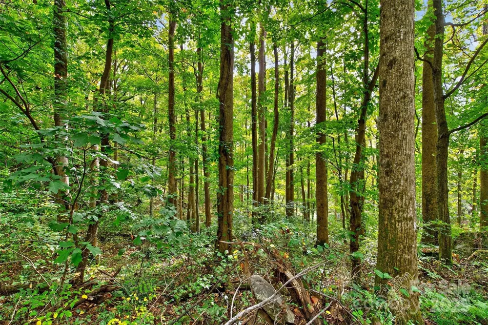 99999 Rocky Branch Trail Marion, NC 28752