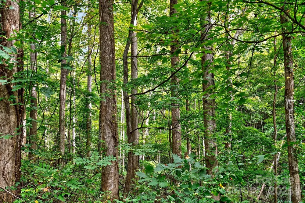 99999 Rocky Branch Trail Marion, NC 28752