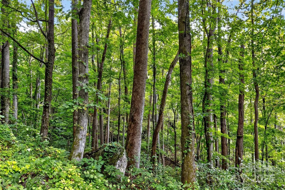 99999 Rocky Branch Trail Marion, NC 28752