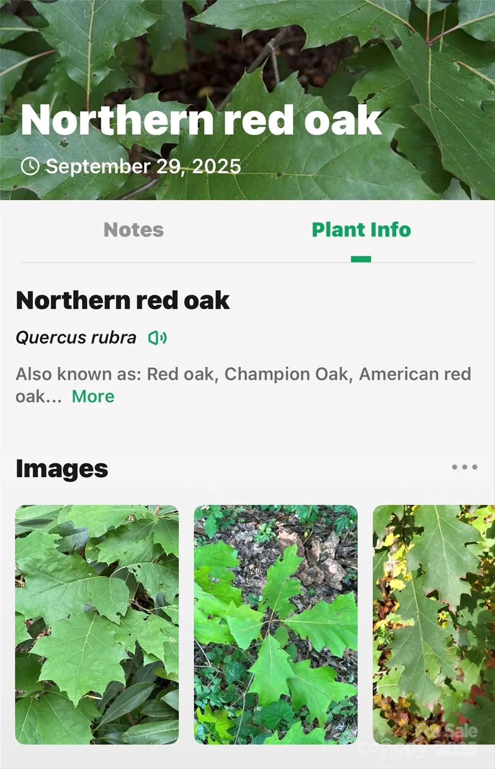 99999 Rocky Branch Trail Marion, NC 28752