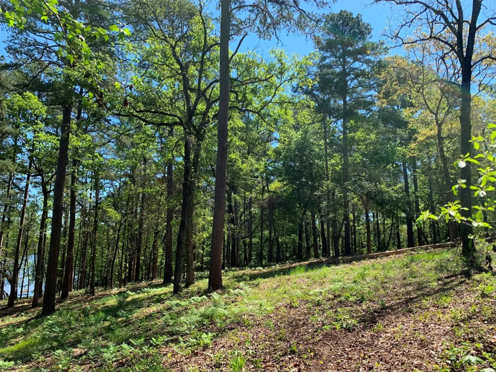 FM 3506 Frankston, TX 75763