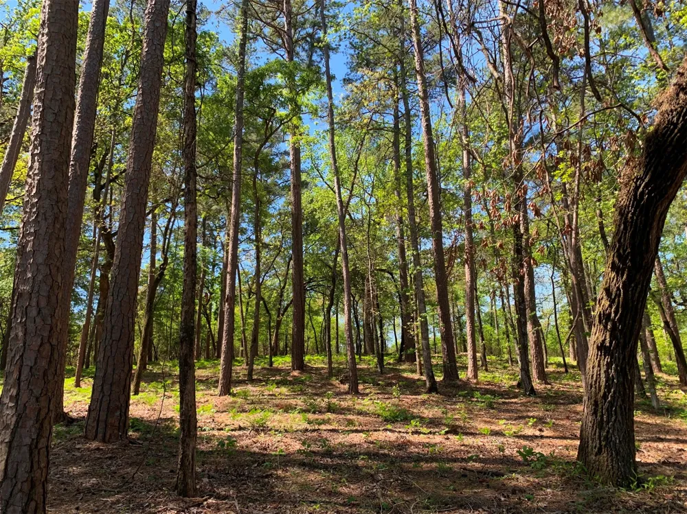 FM 3506 Frankston, TX 75763