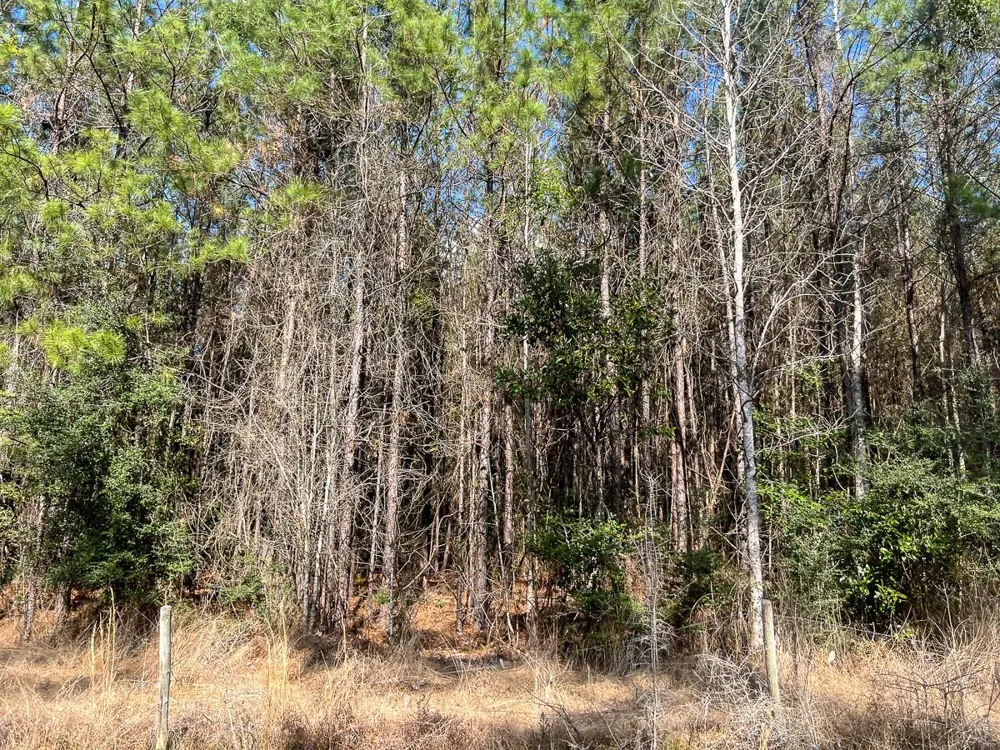 1 Laird Road Kountze, TX 77625