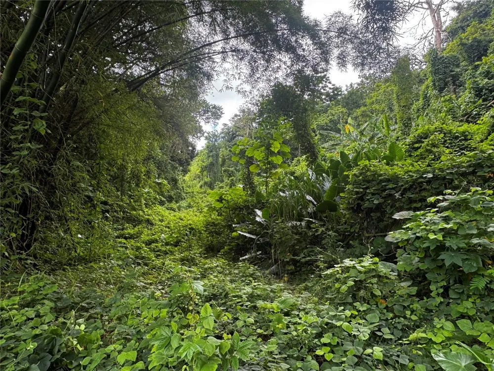 BO MASA DE GURABO CARR 181 KM 13 HM 2 #LOTE 4 Gurabo, PR 00778