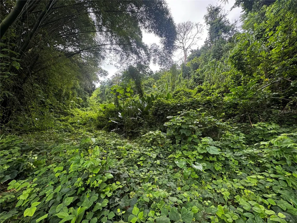 BO MASA DE GURABO CARR 181 KM 13 HM 2 #LOTE 4 Gurabo, PR 00778