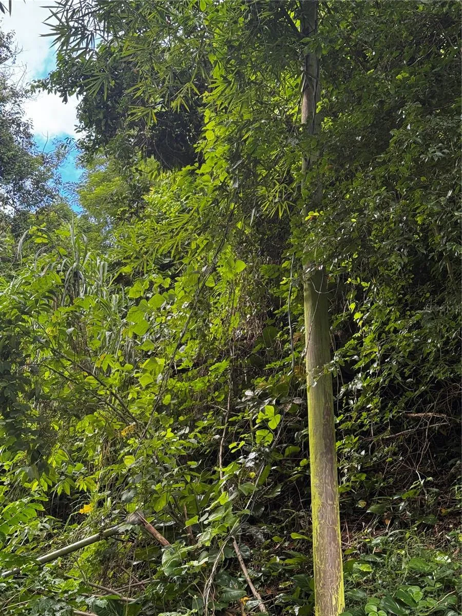 BO MASA DE GURABO CARR 181 KM 13 HM 2 #LOTE 4 Gurabo, PR 00778