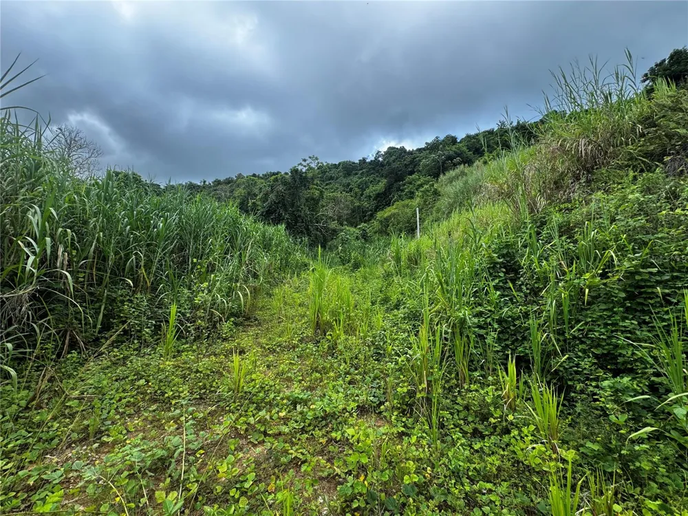 BO MASA DE GURABO CARR 181 KM 13 HM 2 #LOTE 4 Gurabo, PR 00778