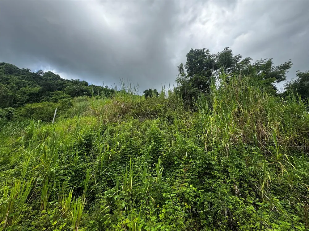 BO MASA DE GURABO CARR 181 KM 13 HM 2 #LOTE 4 Gurabo, PR 00778