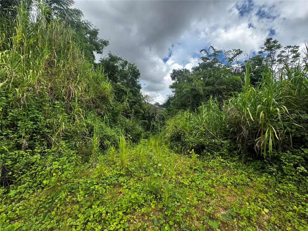 BO MASA DE GURABO CARR 181 KM 13 HM 2 #LOTE 4 Gurabo, PR 00778
