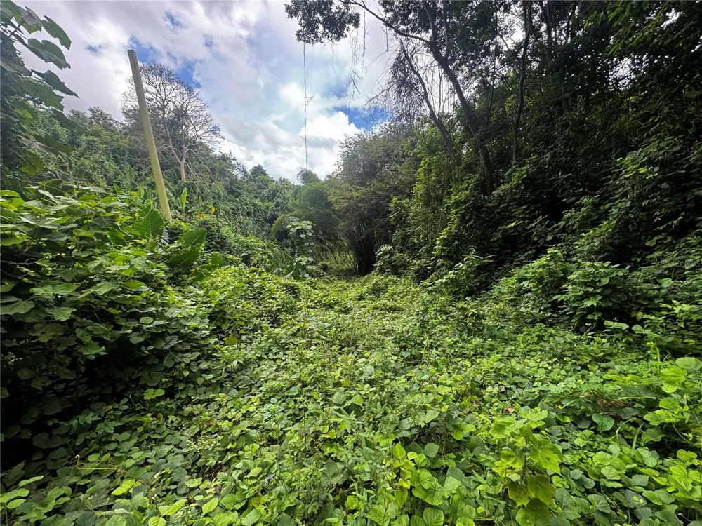 BO MASA DE GURABO CARR 181 KM 13 HM 2 #LOTE 4 Gurabo, PR 00778