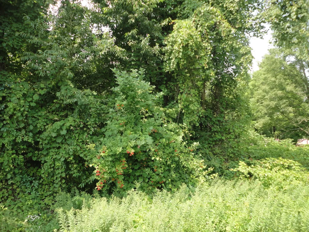 CR 215 Grand Junction, MI 49056