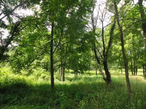 CR 215