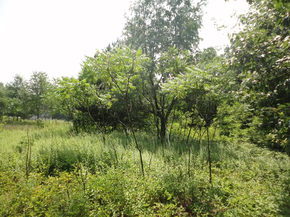 CR 215 Grand Junction, MI 49056