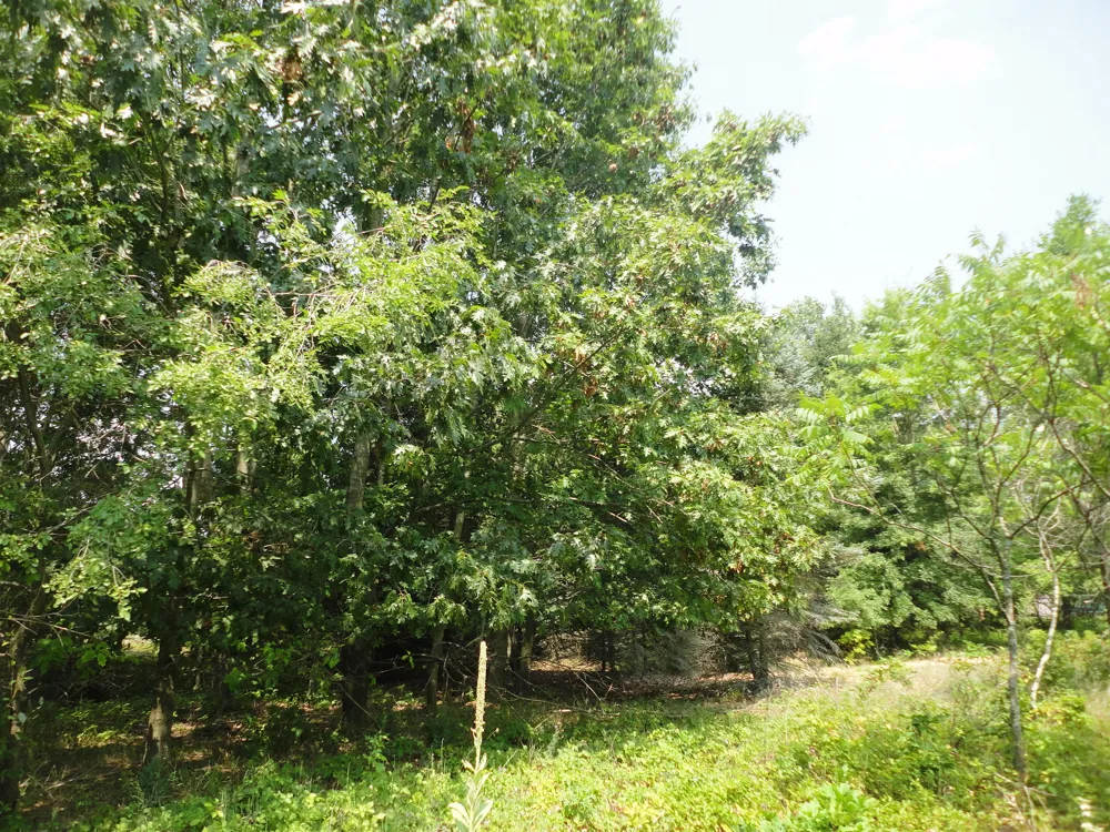 CR 215 Grand Junction, MI 49056