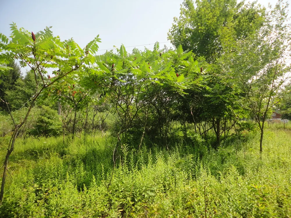 CR 215 Grand Junction, MI 49056