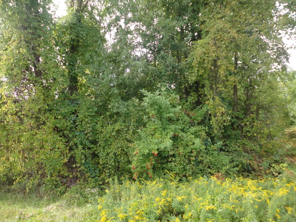 CR 215 Grand Junction, MI 49056