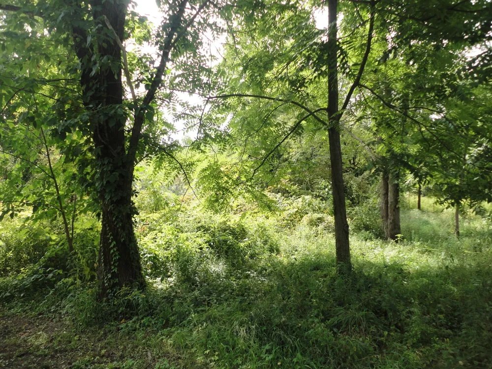 CR 215 Grand Junction, MI 49056