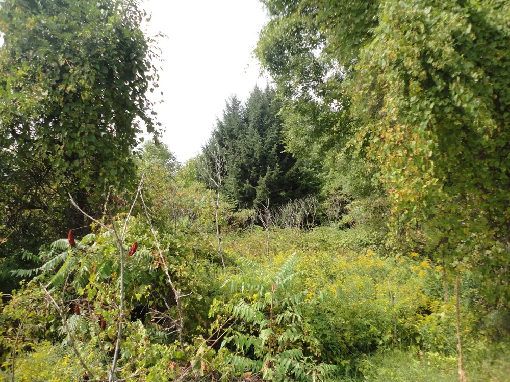 CR 215 Grand Junction, MI 49056