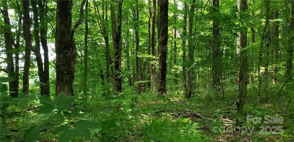 0 Cow Camp Road Newland, NC 28657