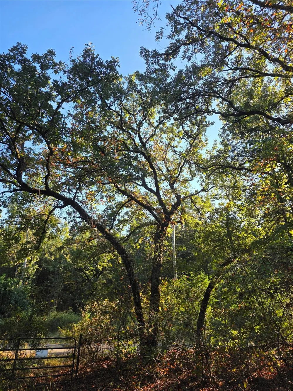 466 Cr-4710 Larue, TX 75770