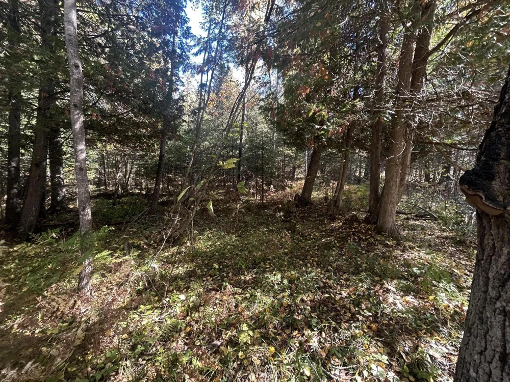 9964 E M 48 Goetzville, MI 49736