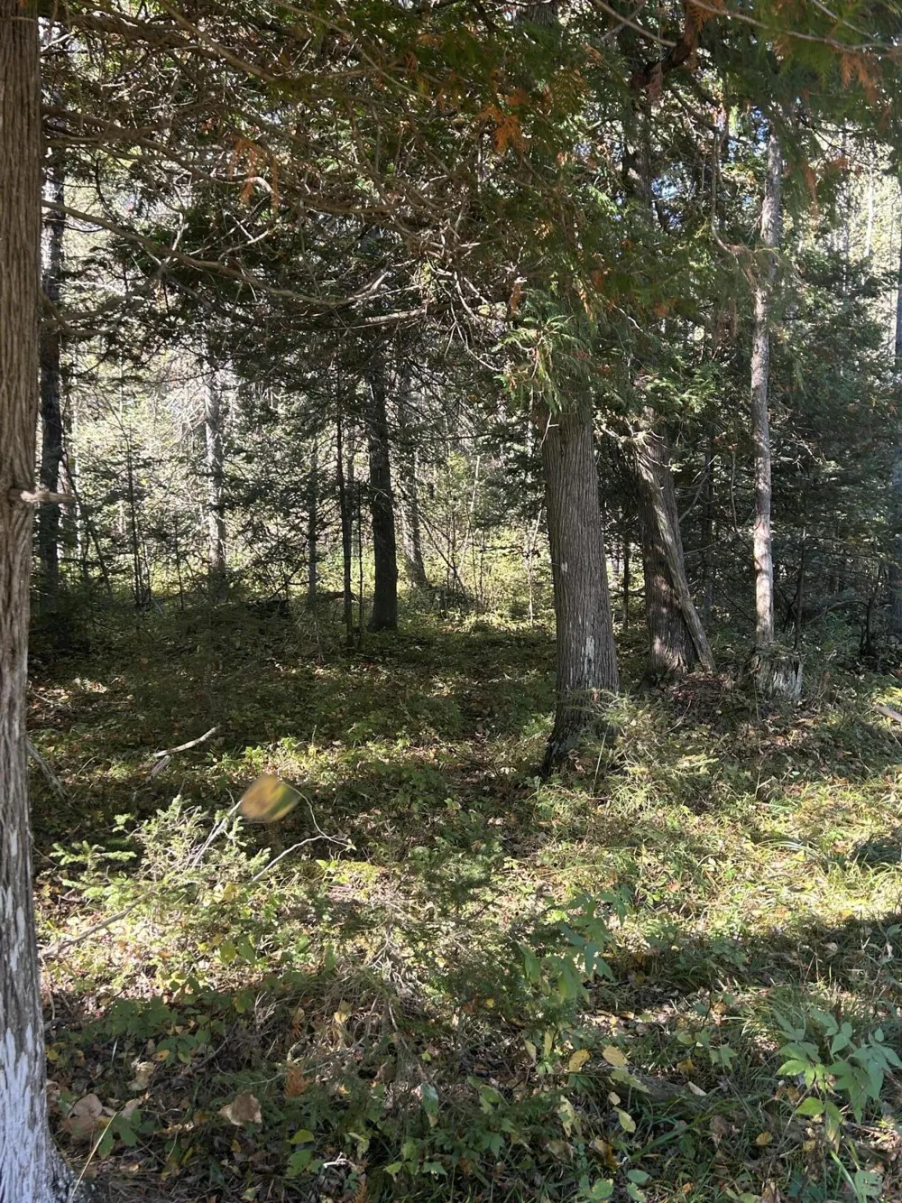 9964 E M 48 Goetzville, MI 49736