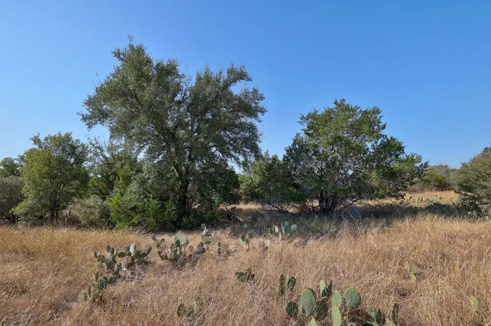 123 Appaloosa Cove Jarrell, TX 76537