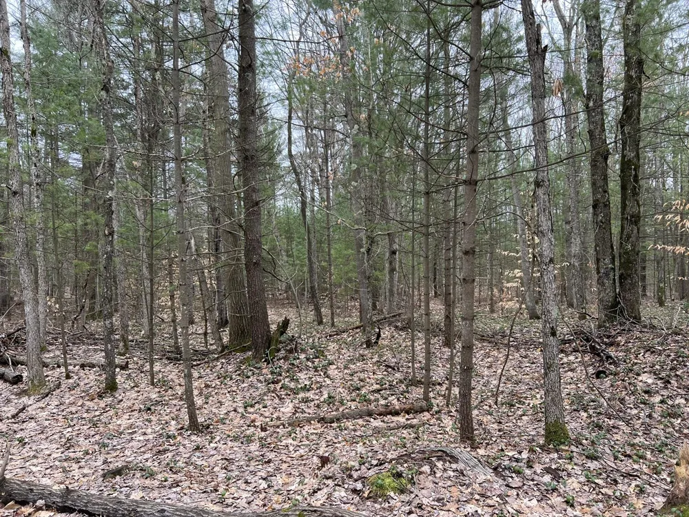 Cherry Lane Free Soil, MI 49411