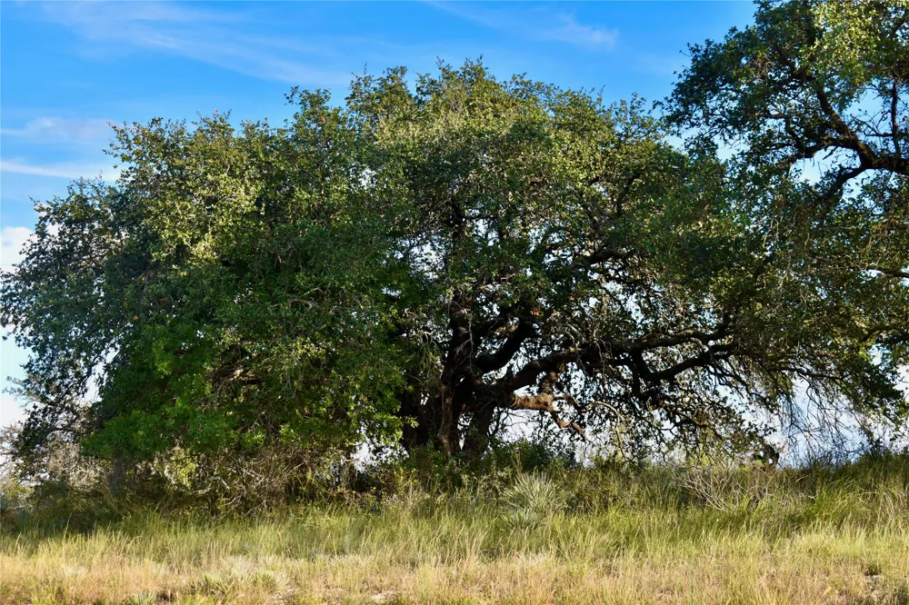 11595 W Fm 2028 Melvin, TX 76858