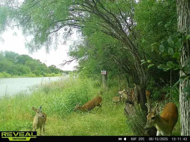 6996 Shamrock Drive Brownwood, TX 76801