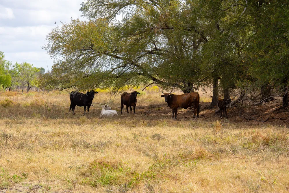 2689 County Road 419 Road Taylor, TX 76574