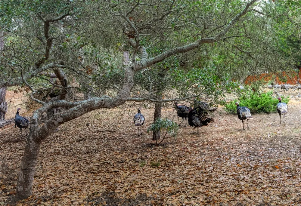 1021 Hillcrest Cambria, CA 93428