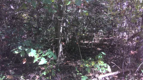 Mountaineer Rd.