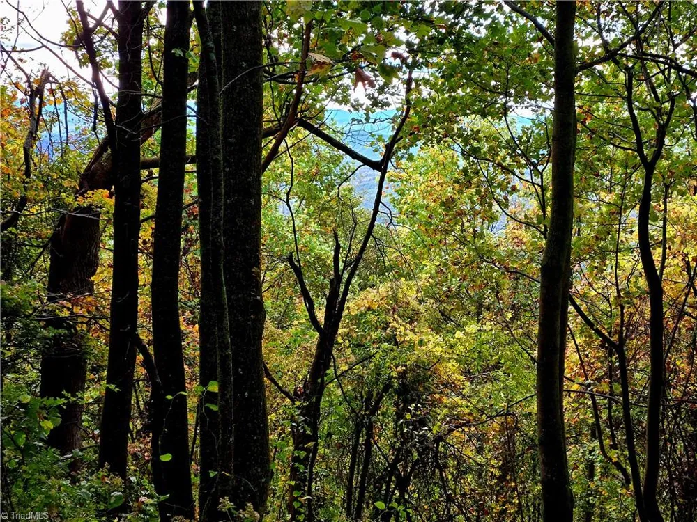 TBD Blue Ridge Church Road Purlear, NC 28665