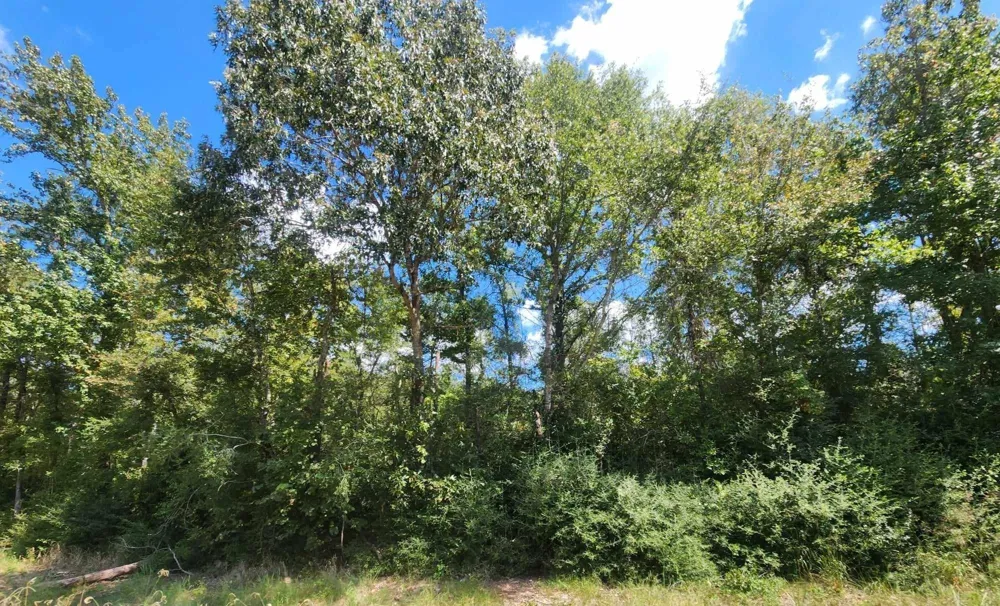 17454 Fm 542 Oakwood, TX 75855