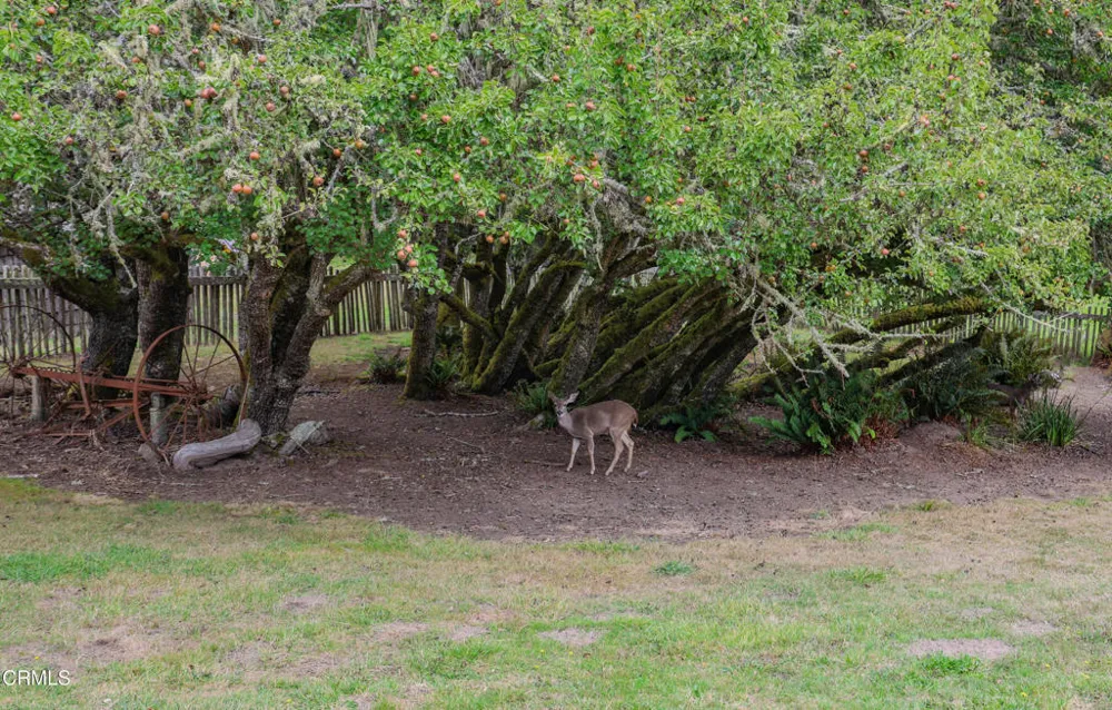 31600 Little Valley Road Fort Bragg, CA 95437