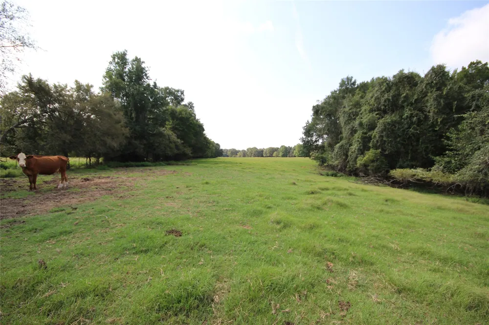 CR 347 Palestine, TX 75802