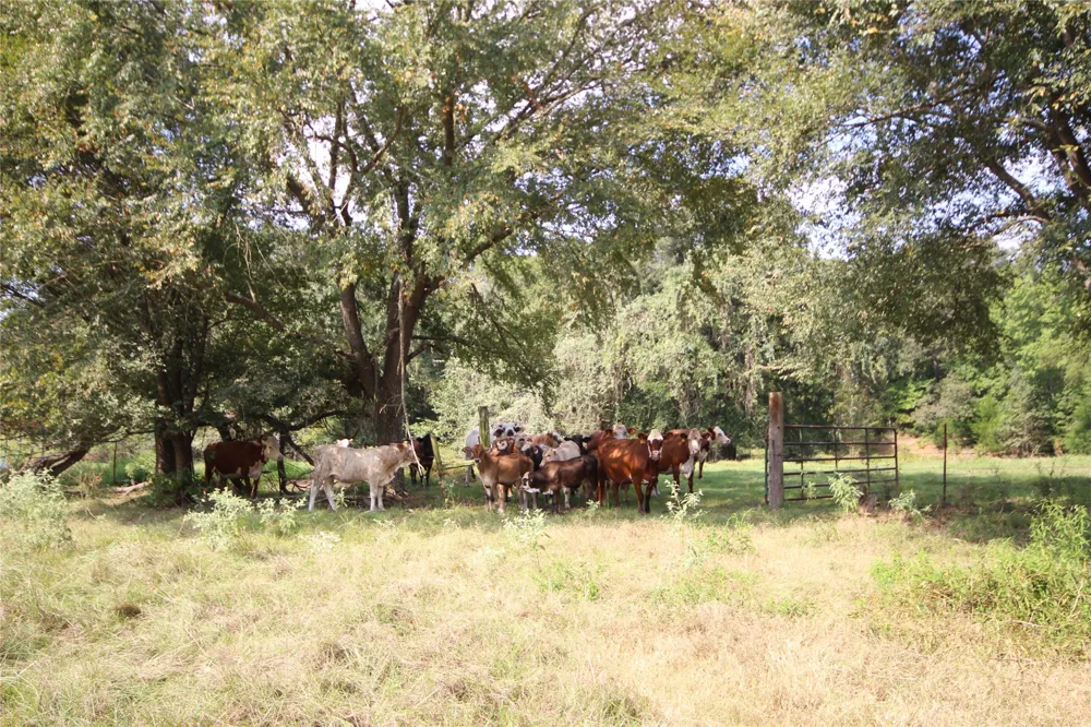 CR 347 Palestine, TX 75802