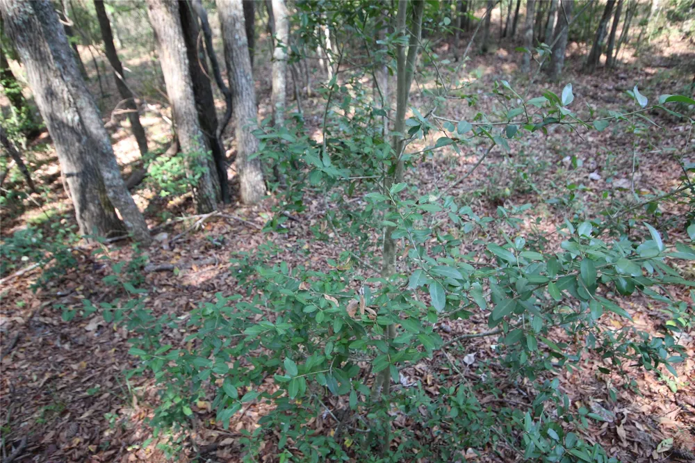 CR 347 Palestine, TX 75802