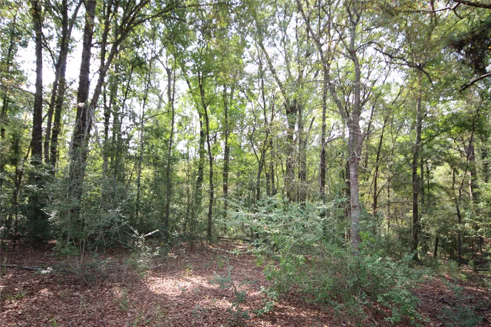 CR 347 Palestine, TX 75802