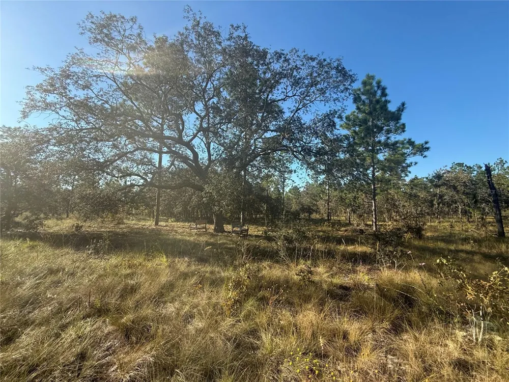 00 SE 73RD LANE Morriston, FL 32668