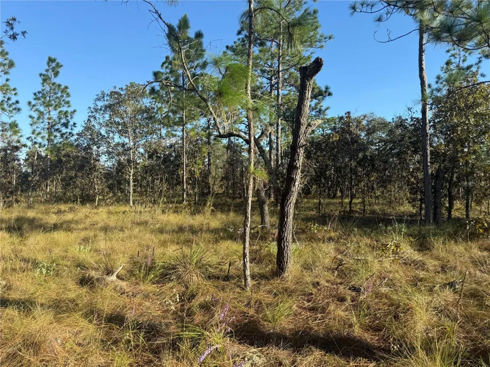 00 SE 73RD LANE Morriston, FL 32668