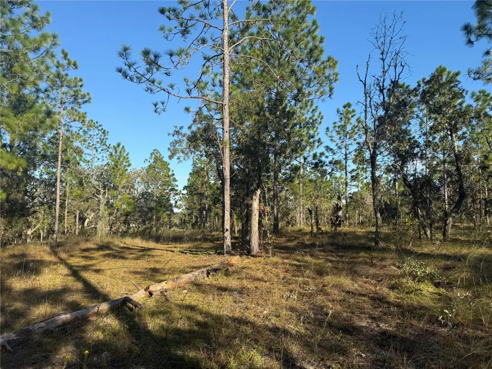 00 SE 73RD LANE Morriston, FL 32668