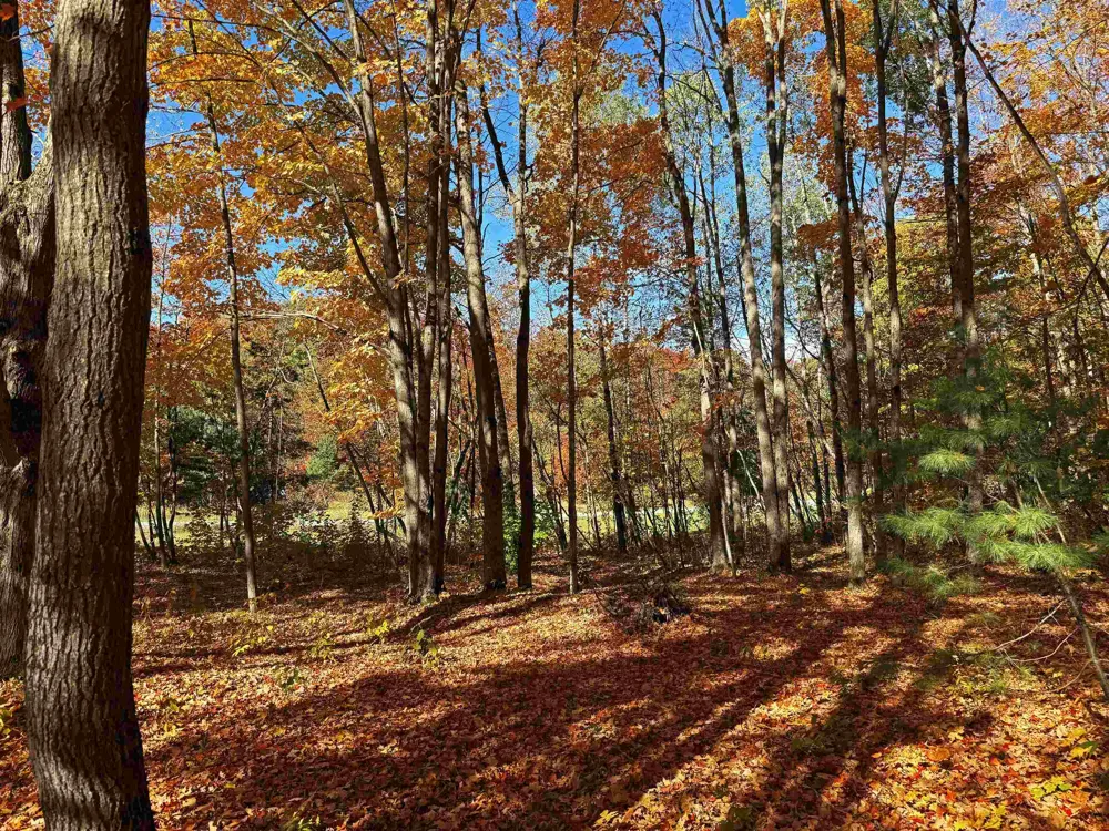 5038 NE East Shore Drive Coldsprings Township, MI 49646