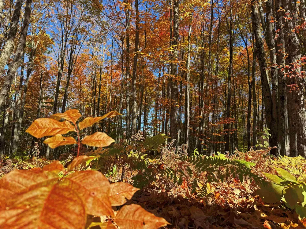 5038 NE East Shore Drive Coldsprings Township, MI 49646