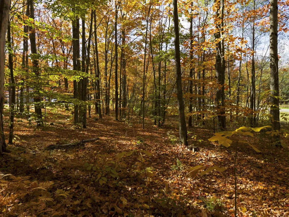 5038 NE East Shore Drive Coldsprings Township, MI 49646