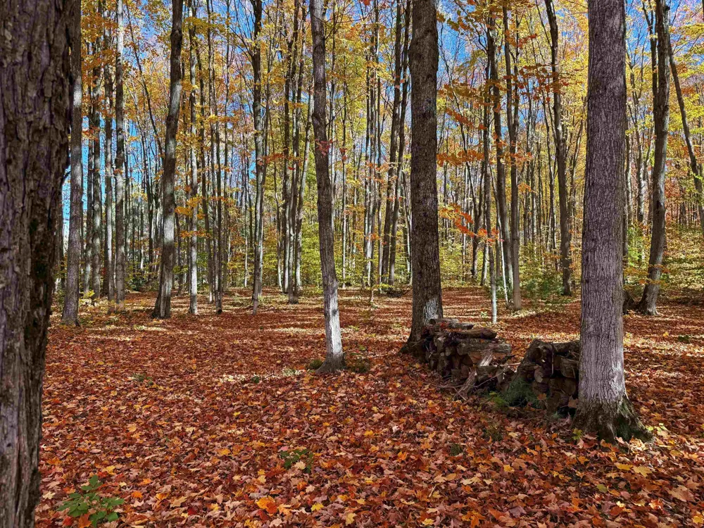 5038 NE East Shore Drive Coldsprings Township, MI 49646