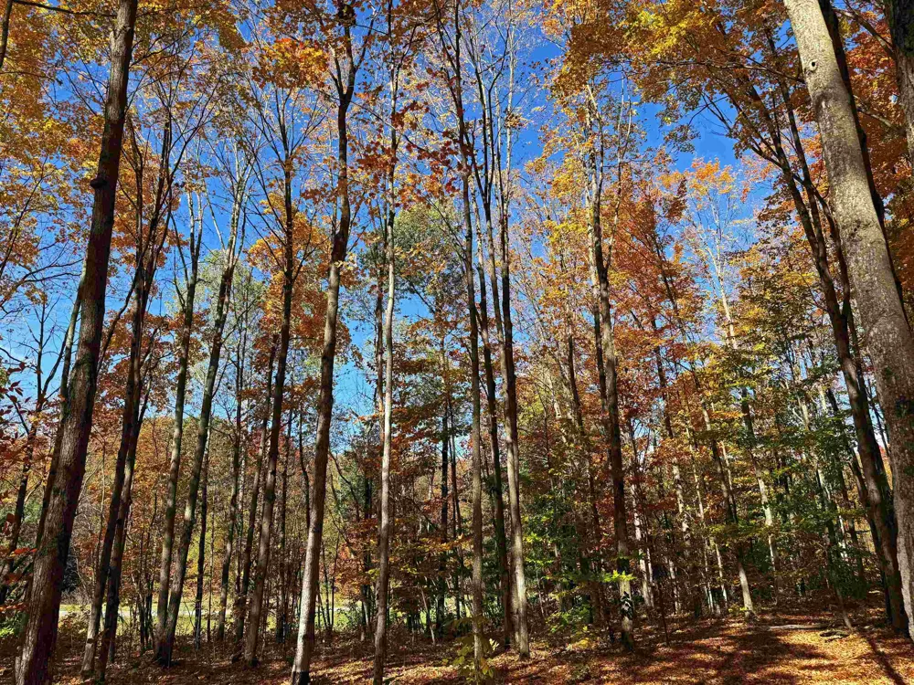 5038 NE East Shore Drive Coldsprings Township, MI 49646